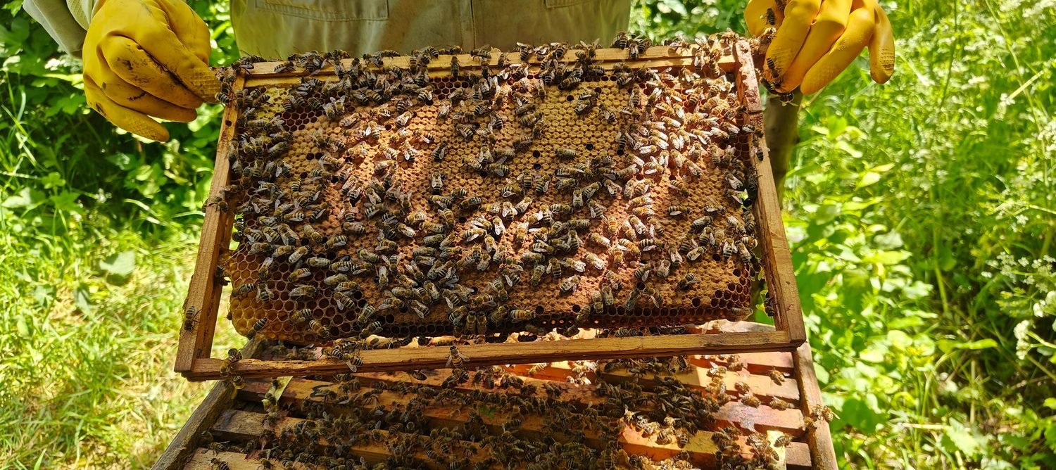 A frame of bees lifted from the hive in Edmondsham