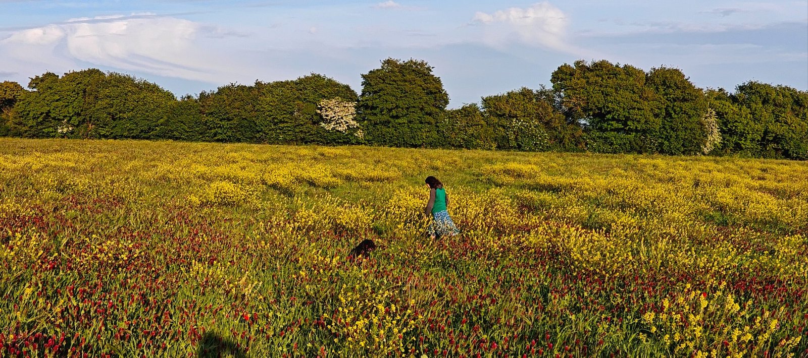 Wildflower meadows around Edmondsham, Dorset