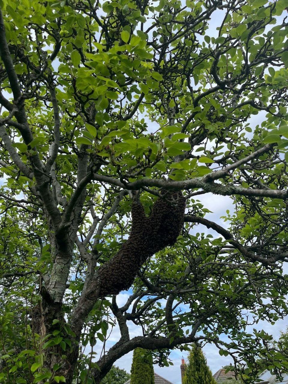 Swarm collection by Straight from the Hive