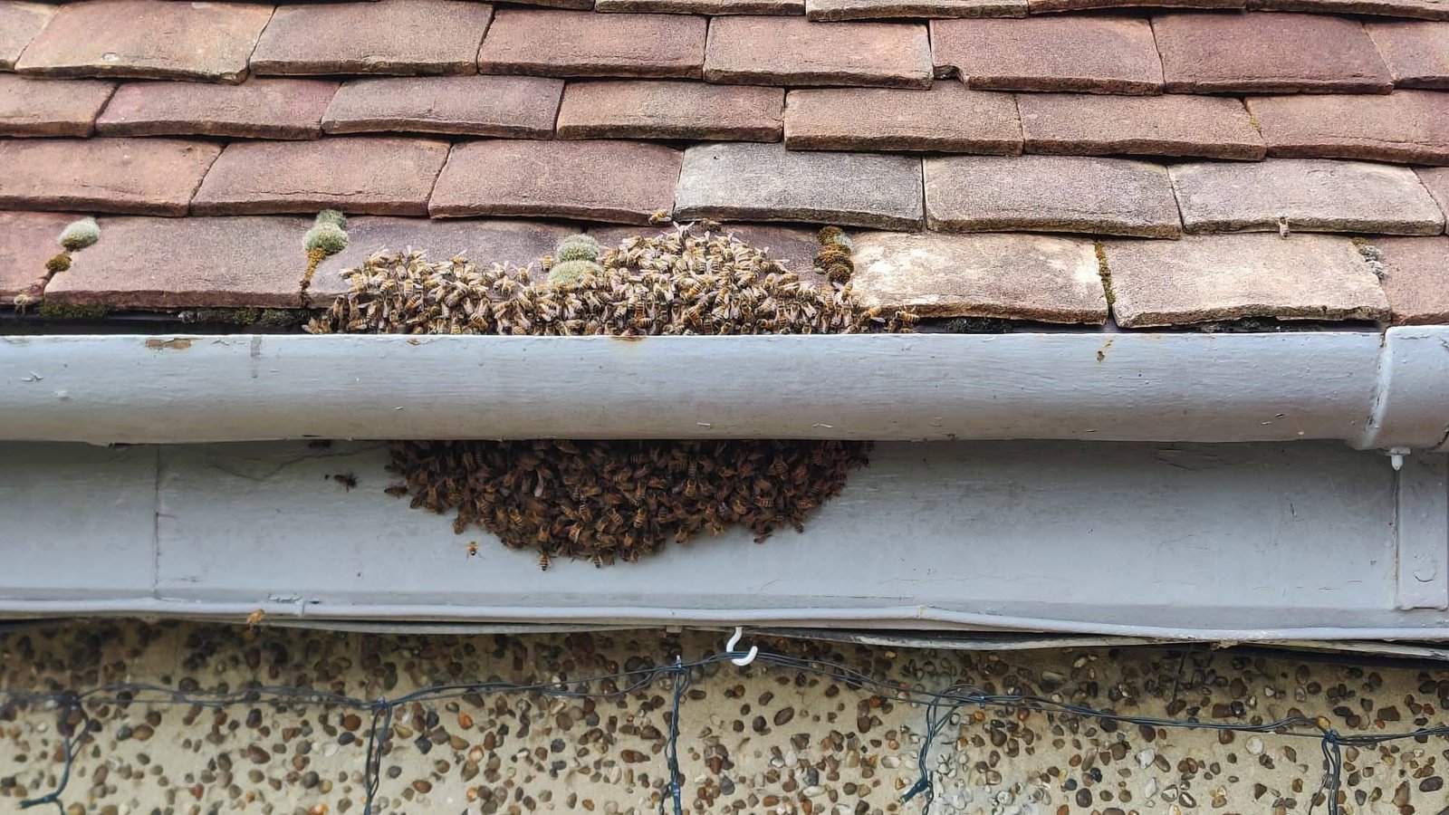 Swarm on a roof collected by Straight from the Hive